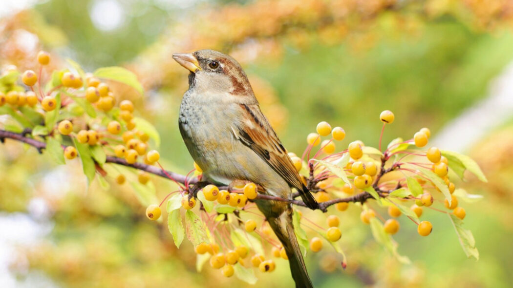 Appeaux : comment bien les choisir pour attirer les oiseaux ?
