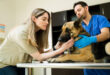 assurance chien