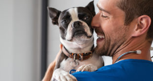 assurance santé pour chien