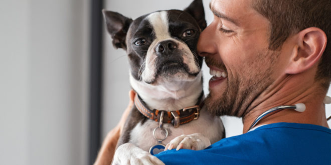 assurance santé pour chien