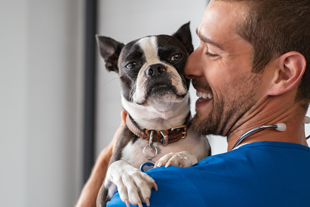 assurance santé pour chien