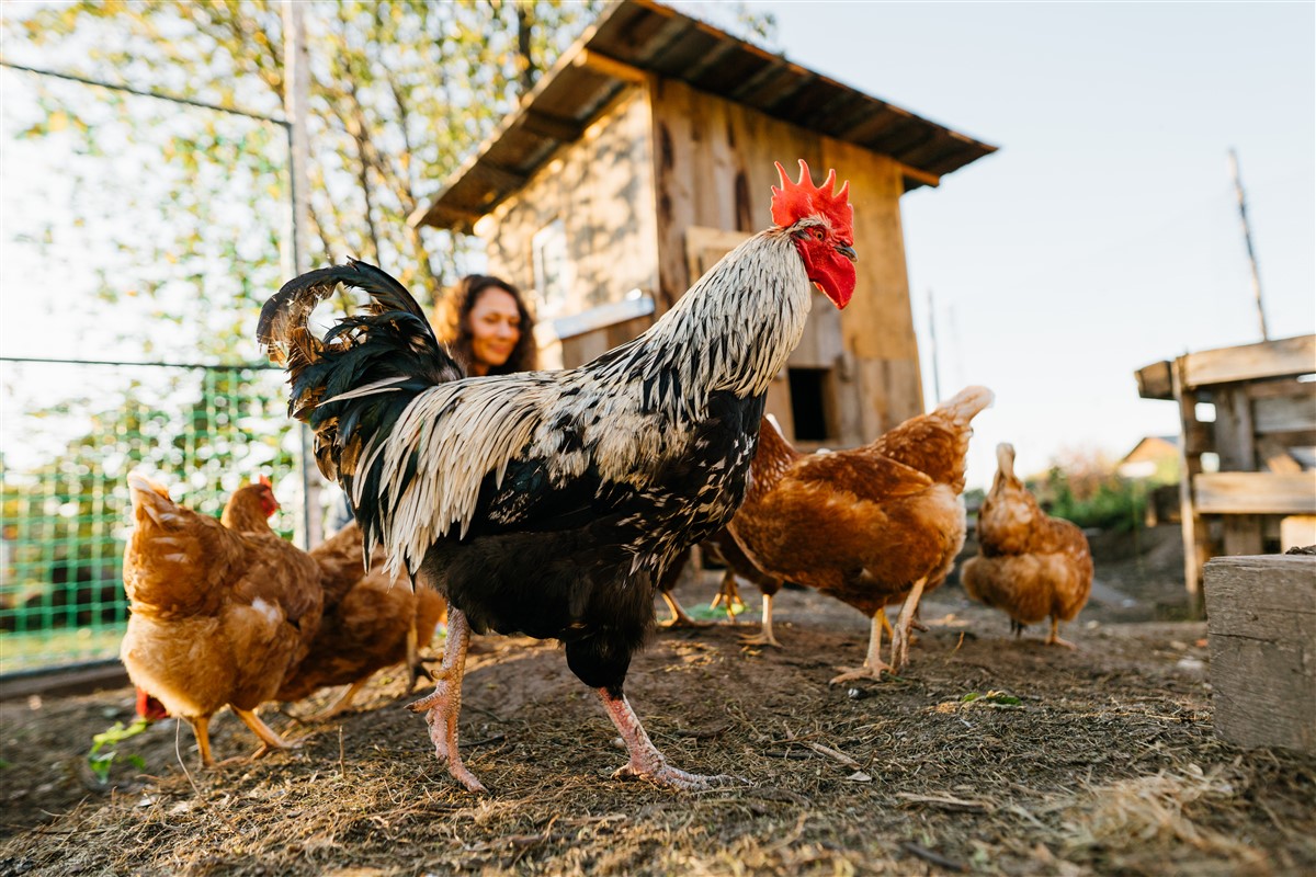 astuce pour elever les poules