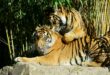 bébé tigre