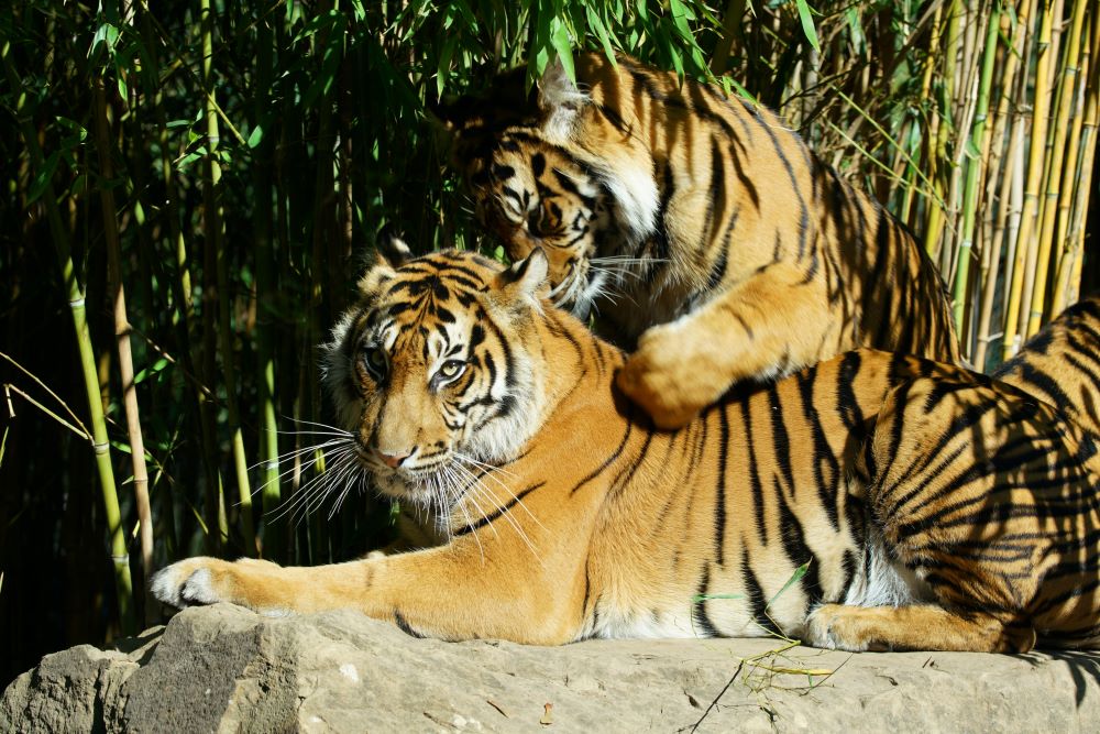 bébé tigre