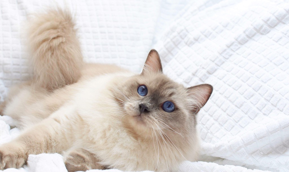 bien-être chat