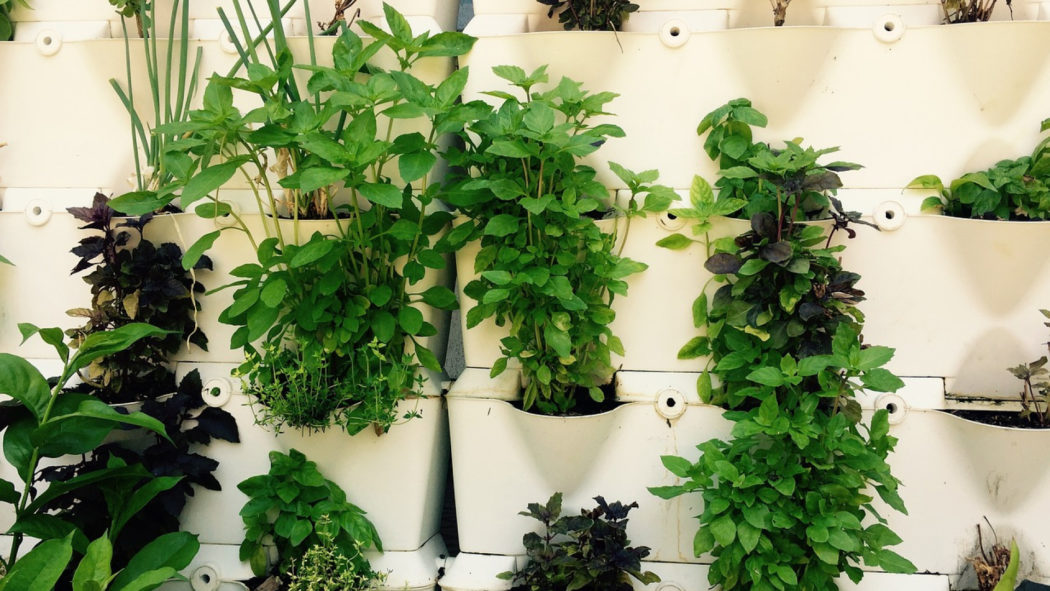 Comment fixer un mur végétal ?