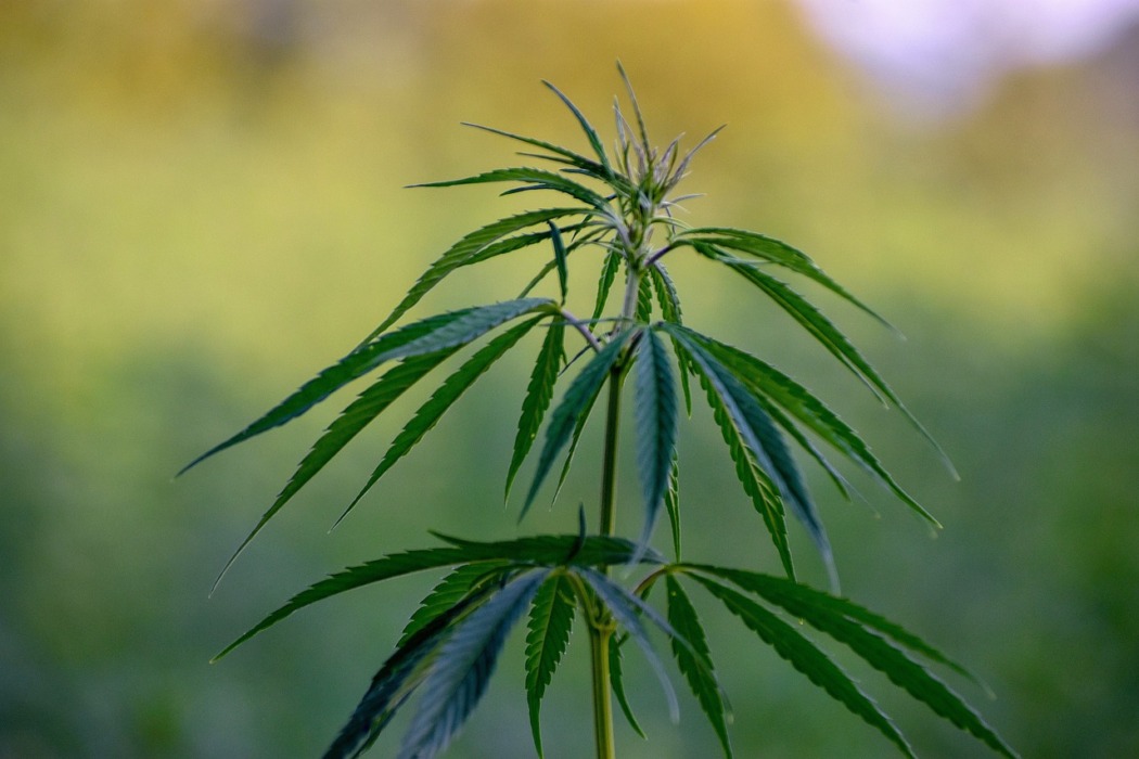 cannabidiol
