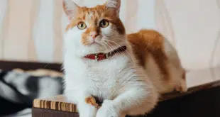 chat avec collier