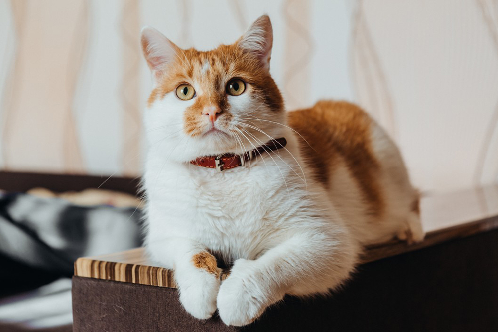 Pourquoi Faire Porter Un Collier A Votre Chat Pourquoi Faire Porter Un Collier A Votre Chat