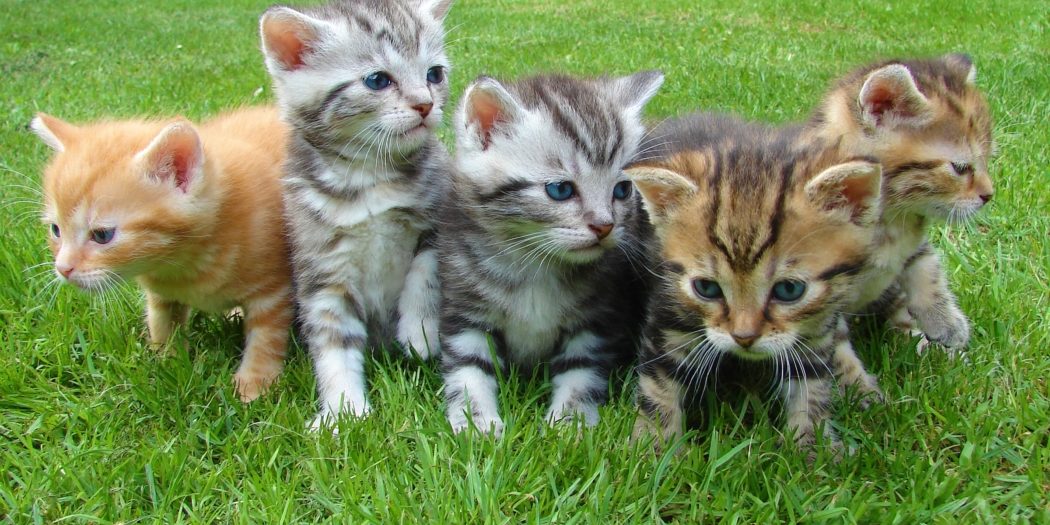 Quels sont les animaux de compagnie les plus fidèles