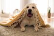 chien destructeur