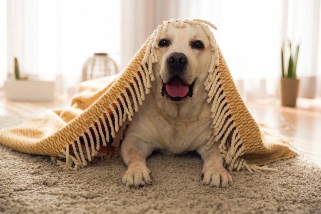 chien destructeur