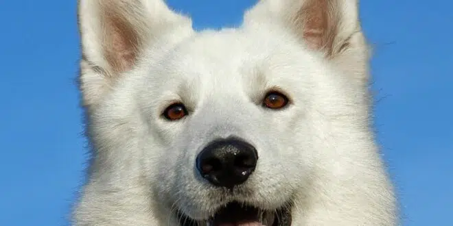 chien femelle
