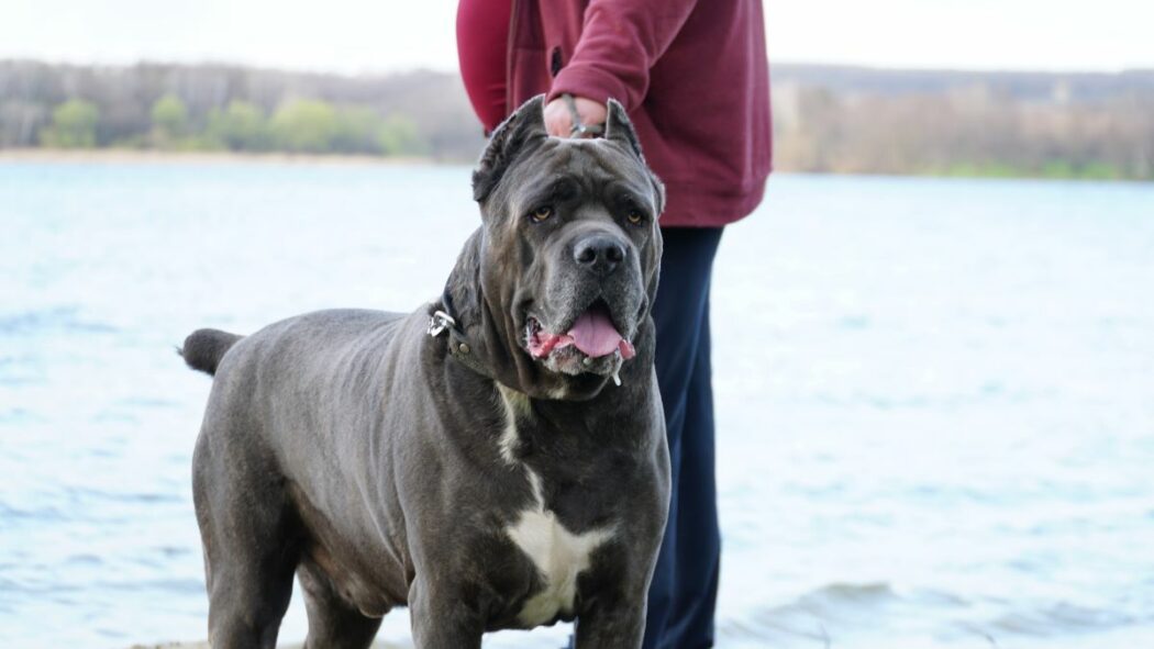chien plus dangereux