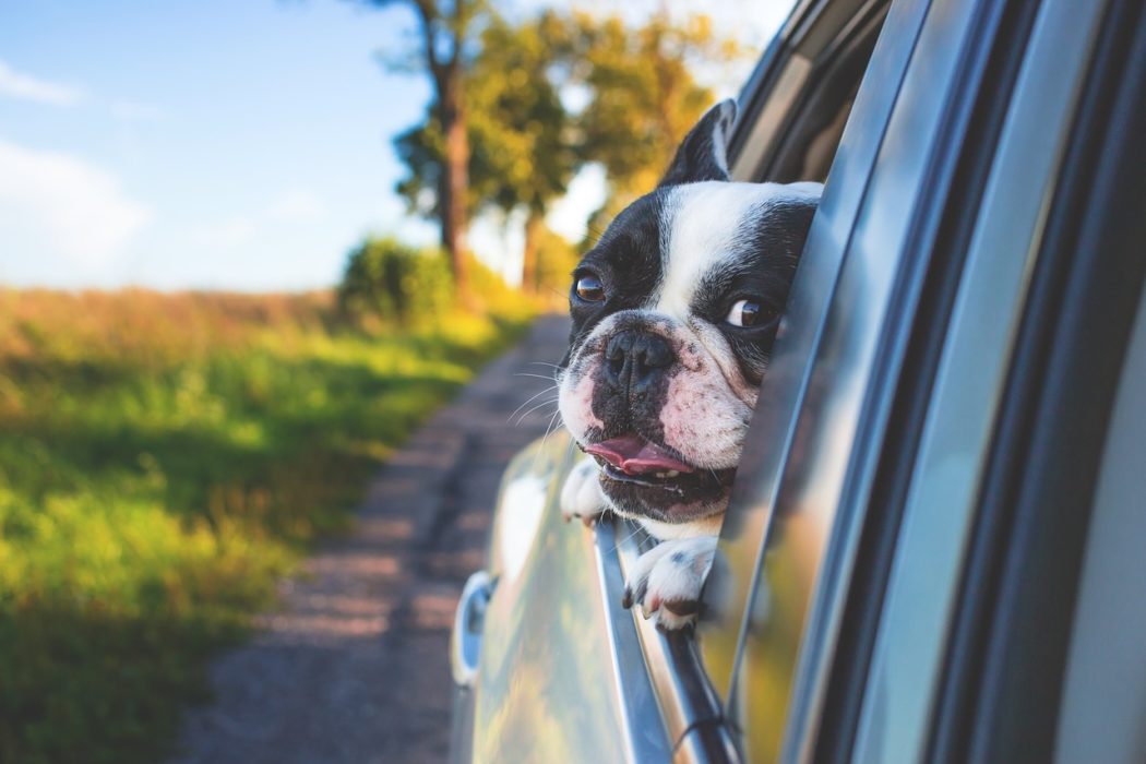 chien qui a trop chaud dans la voiture