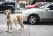 chien devant sa voiture