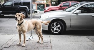 chien devant sa voiture