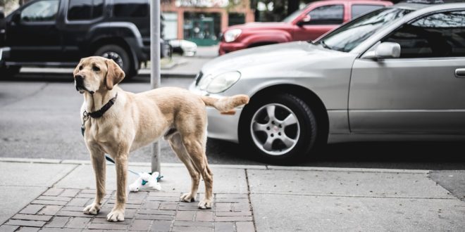 chien devant sa voiture