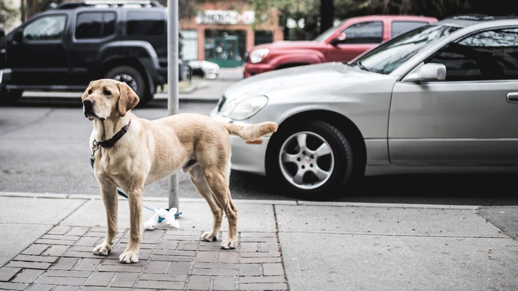 chien devant sa voiture