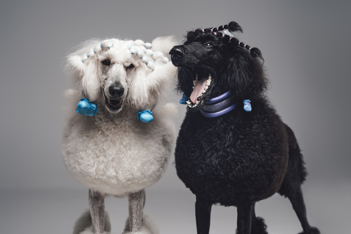 chiens laids