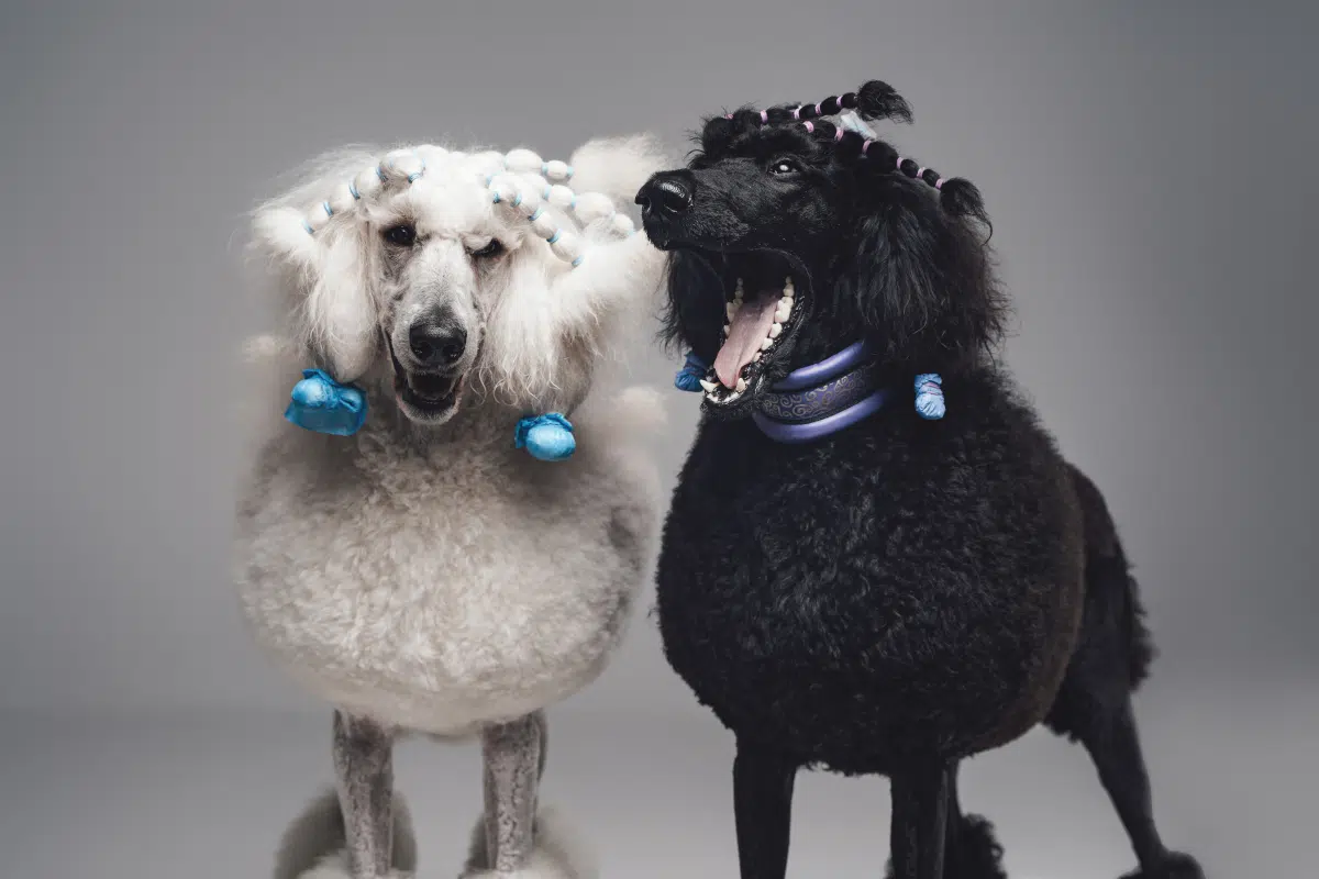 chiens laids