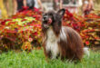 chiens les plus moches