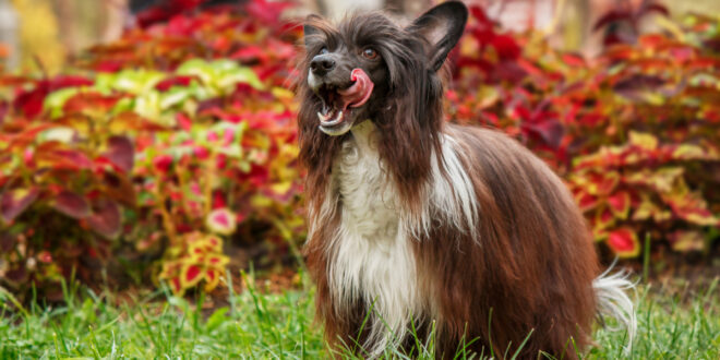 chiens les plus moches
