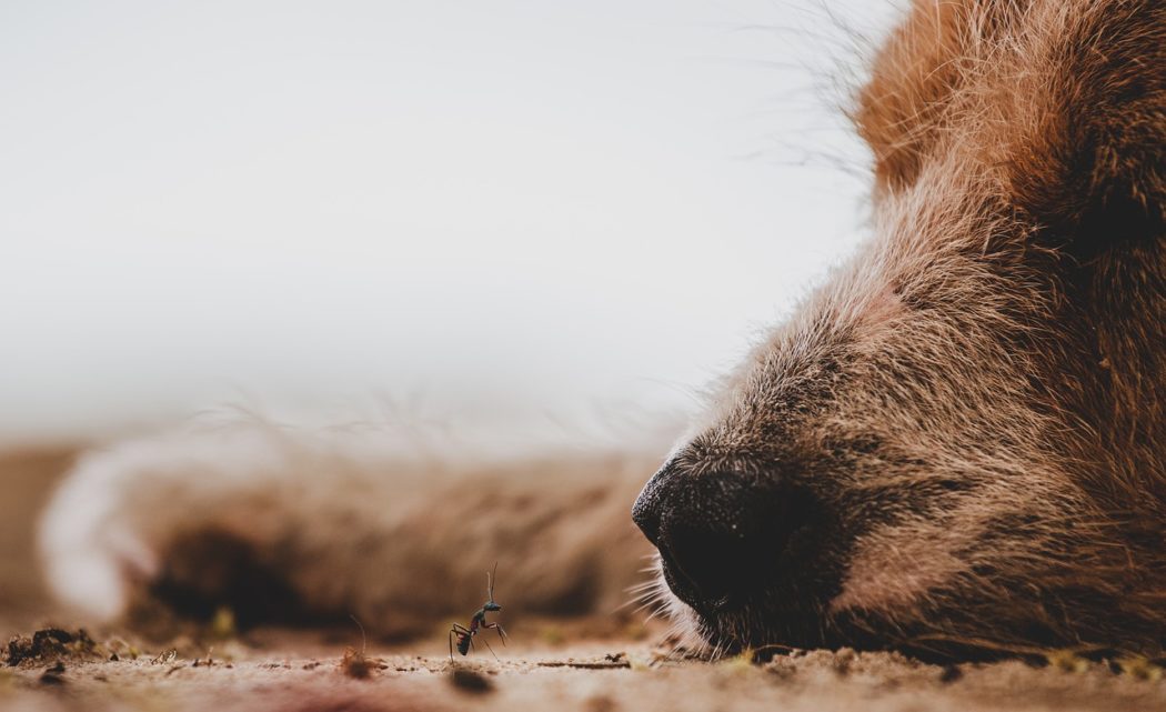 Chien et insecte