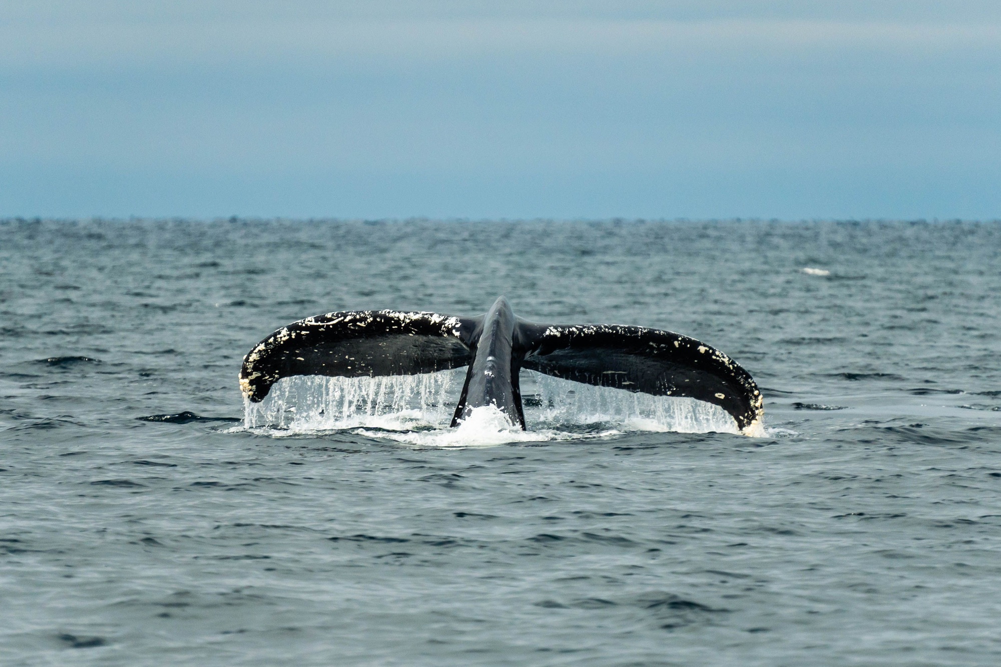 baleines à bosse