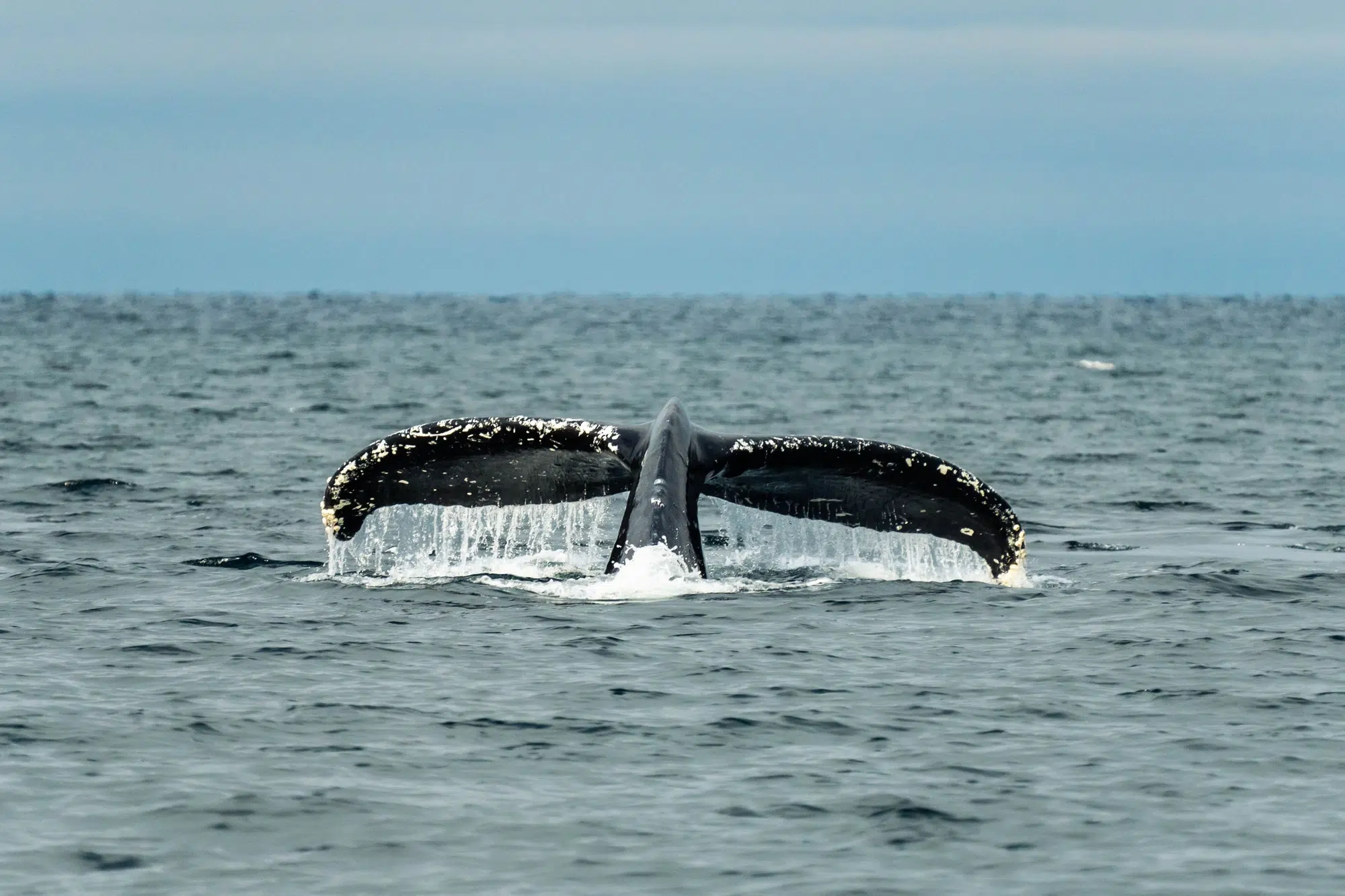 baleines à bosse