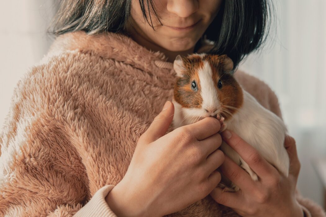 Espérance de vie du cochon d