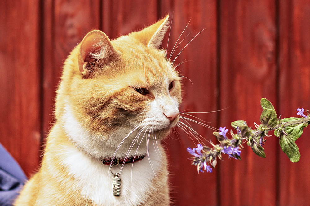 Pourquoi Faire Porter Un Collier A Votre Chat