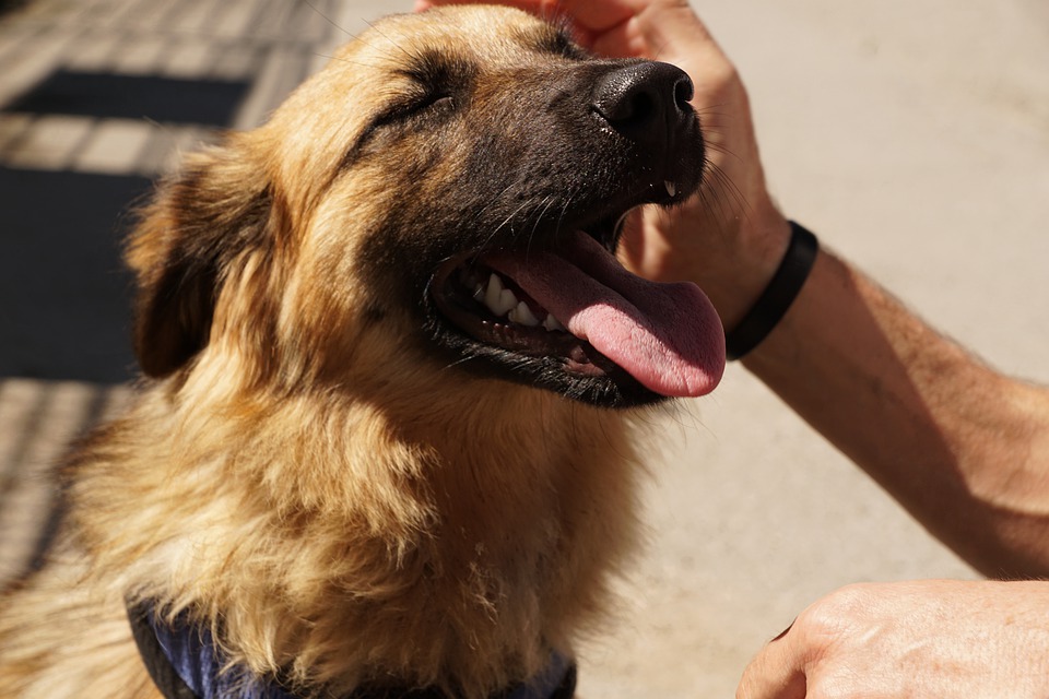 commencer l'éducation d'un chien