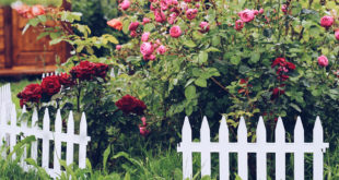 couleur du jardin