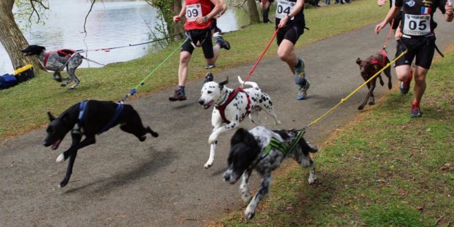 Sport Canin Comment Débuter Une Activité Sportive Avec Son