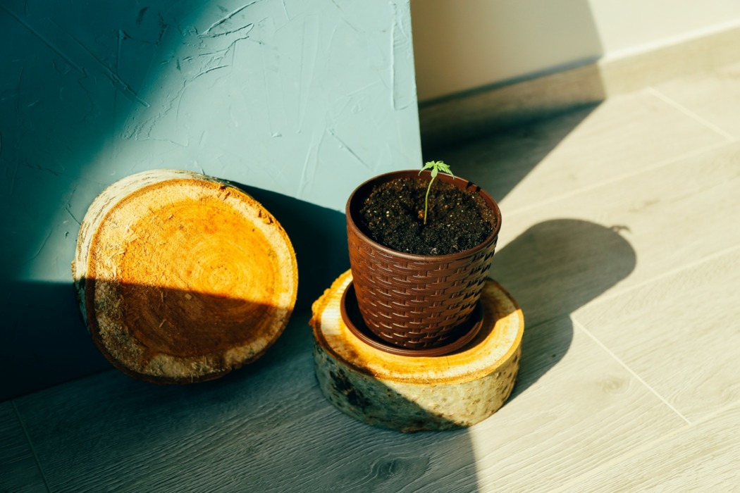 cultiver graine cannabis