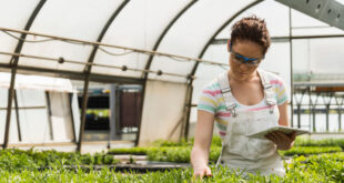 culture greenhouse