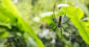 dangerosité de l'arachnide
