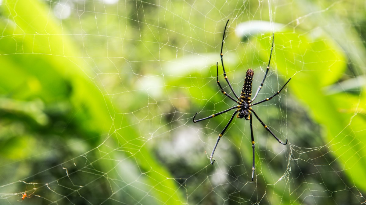 dangerosité de l'arachnide