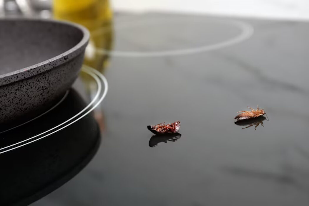 insecte maison