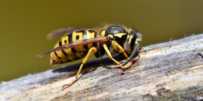 débarrasser des guêpes