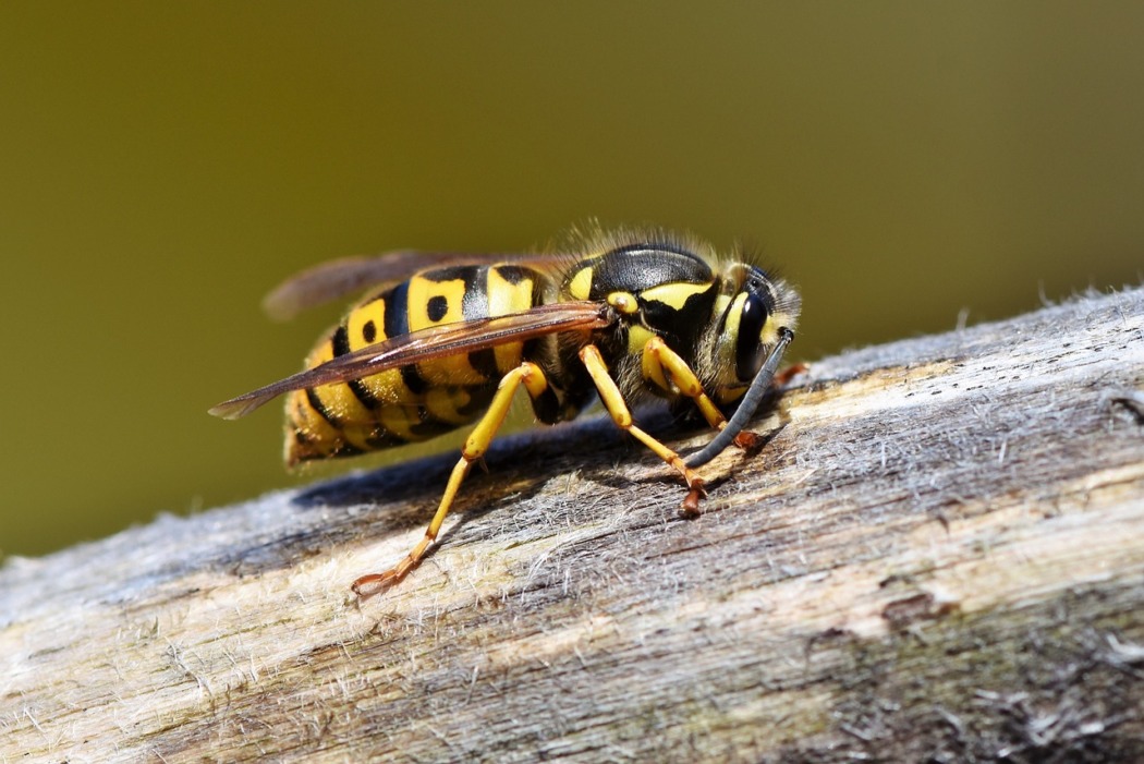 débarrasser des guêpes