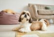 destructivité chien