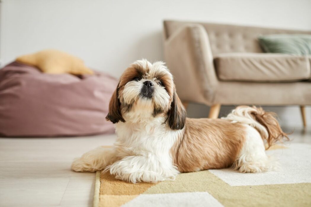 destructivité chien