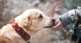 accessoire chien