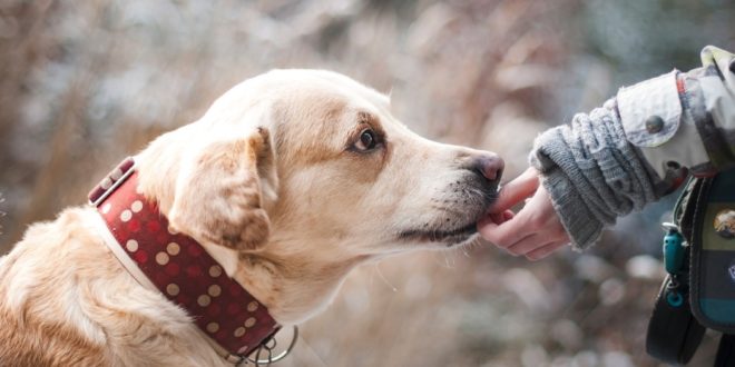 accessoire chien