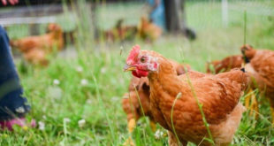 Elevage de poulets dans mon jardin