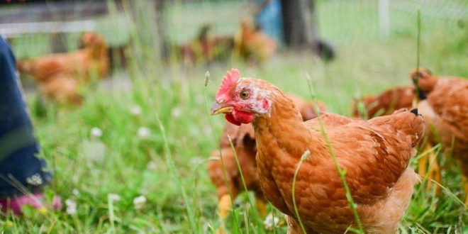 Elevage de poulets dans mon jardin