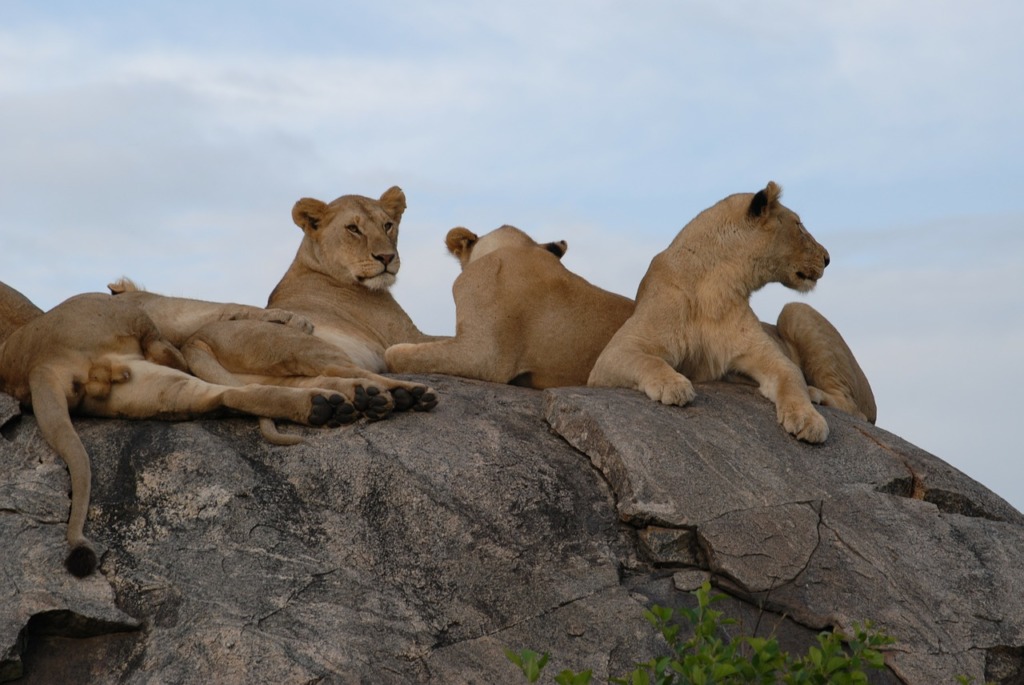 visites en Afrique