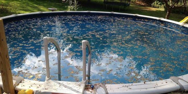 Enlever les feuilles de la piscine